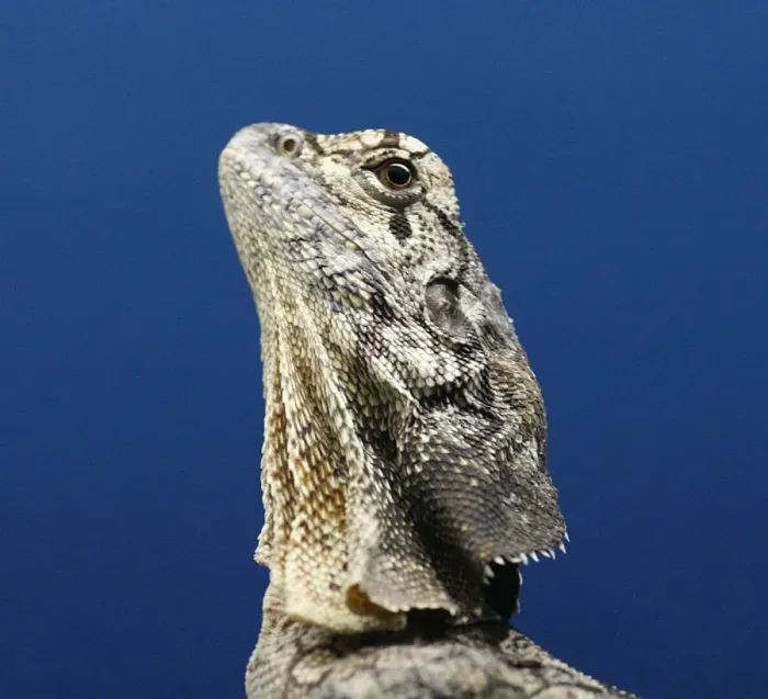 Framed Print : Frill-necked Lizard