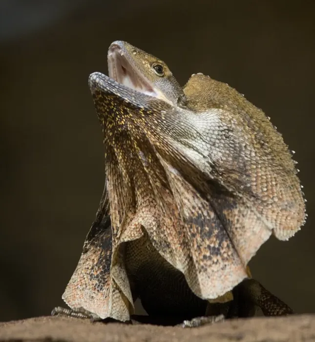 Framed Print : Frill Necked Lizard