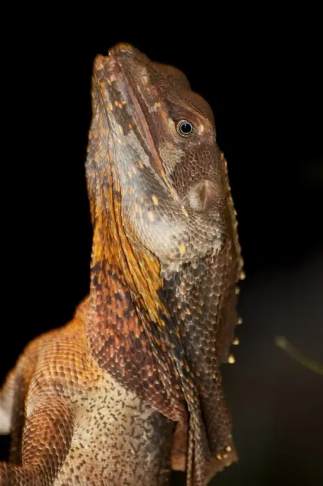 Framed Print : Frill-necked lizard (Chlamydosaurus kingii) Framed Print : Frill-necked lizard (Chlamydosaurus kingii)