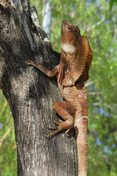 Frilled - or Frillneck Lizard (Clamydosaurus kingii), Darwin, Northern Territory, Australia