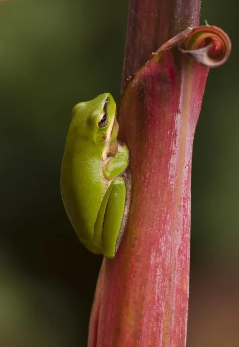 Framed Print : Frog on leaf Framed Print : Frog on leaf