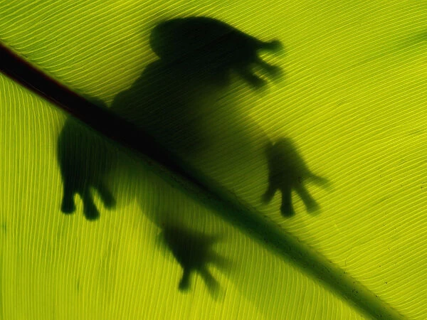 Frog shadow green leaf