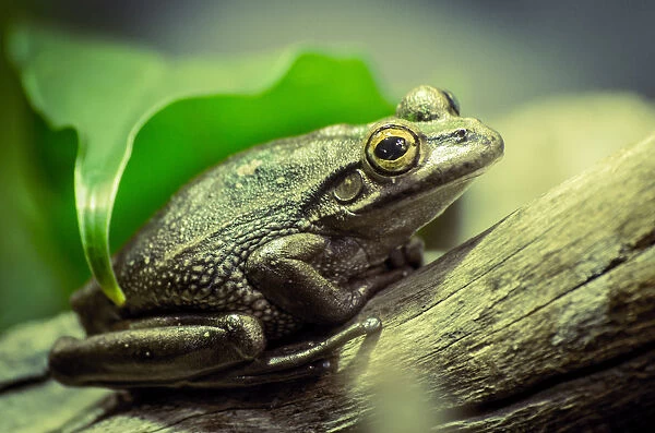 Frog on tree branch