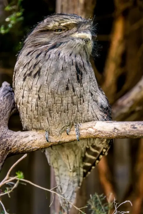Framed Print : Frogmouth in Tasmania