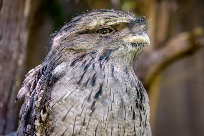 Framed Print : Frogmouth Portrait Framed Print : Frogmouth Portrait