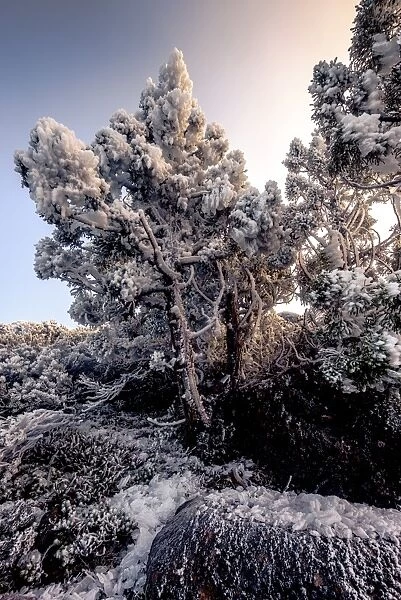 Frost on the bush at Walls of Jerusalem National Park, Tasmania