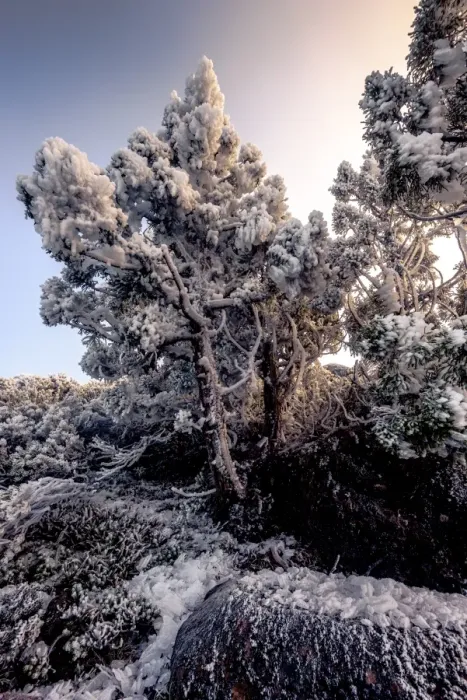 Framed Print : Frost on the bush at Walls of Jerusalem National Park, Tasmania