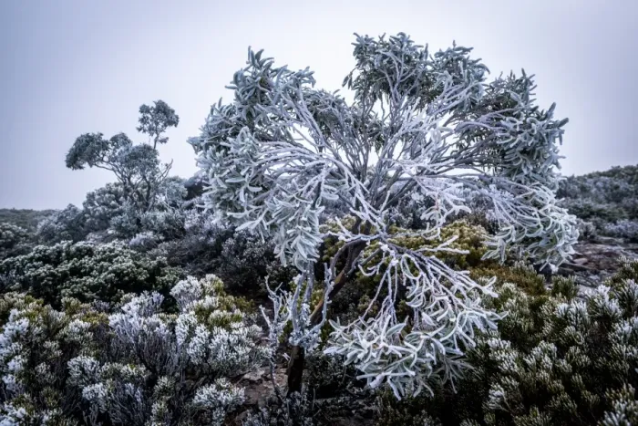 Framed Print : Frost on the bush at Walls of Jerusalem National Park, Tasmania Framed Print : Frost on the bush at Walls of Jerusalem National Park, Tasmania