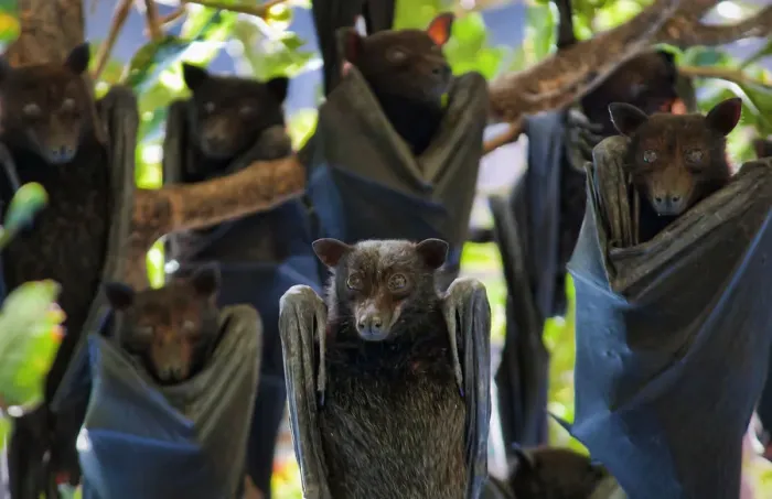 Framed Print : Fruit Bats