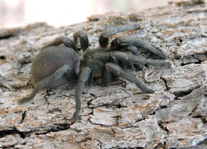 Framed Print : Funnel Web Spider Framed Print : Funnel Web Spider