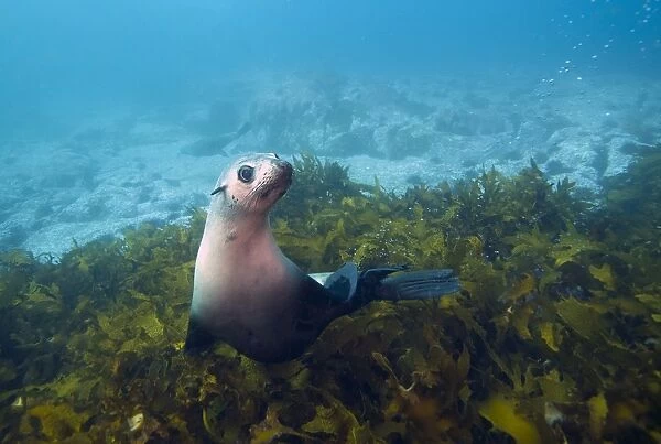 Fur Seal. Underwater seal