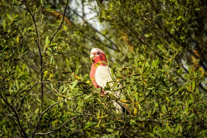 Framed Print : Galah Cockatoo Framed Print : Galah Cockatoo