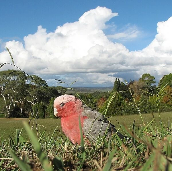Galah. A galah searches for food in the grass at Armidale, under a threatening sky