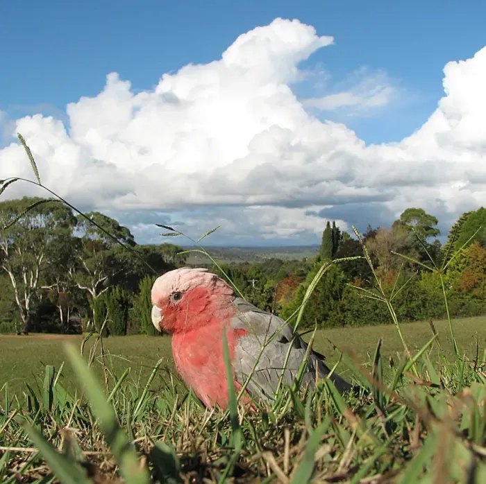 Framed Print : Galah. A galah searches for food in the grass at Armidale, under a threatening sky Framed Print : Galah. A galah searches for food in the grass at Armidale, under a threatening sky