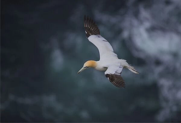 Gannets, Shetland Island, Scotland