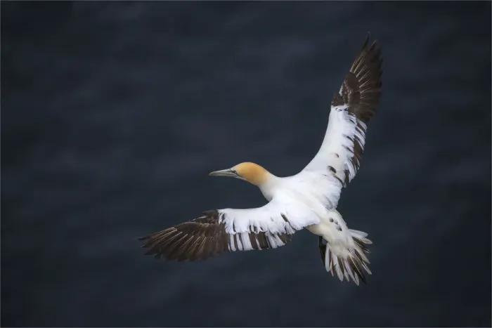 Framed Print : Gannets, Shetland Island, Scotland