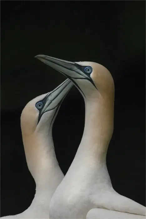 Framed Print : Gannets, Shetland Island, Scotland