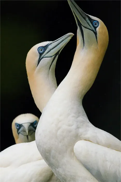 Framed Print : Gannets, Shetland Island, Scotland