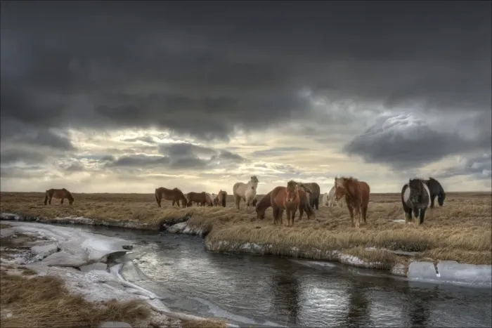 Framed Print : Gathering of Icelandic horses Framed Print : Gathering of Icelandic horses