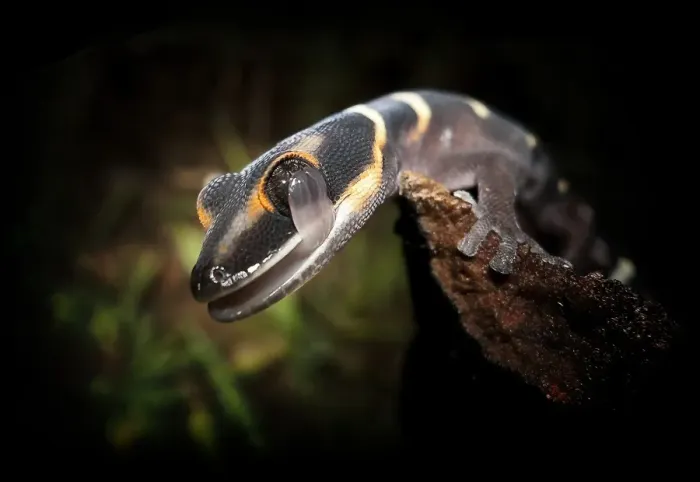 Framed Print : Gecko Framed Print : Gecko