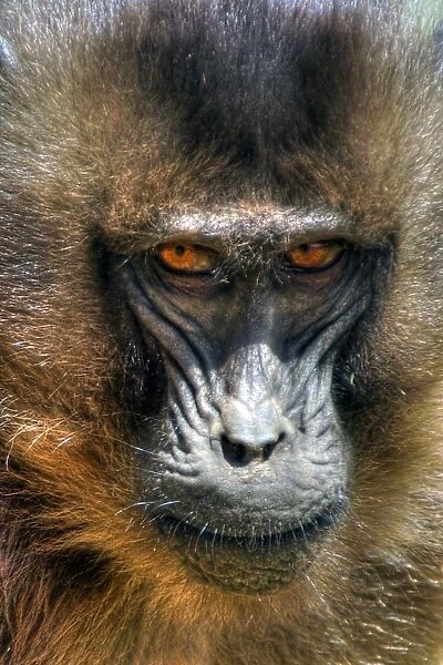 Gelada baboon face close up and eye contact
