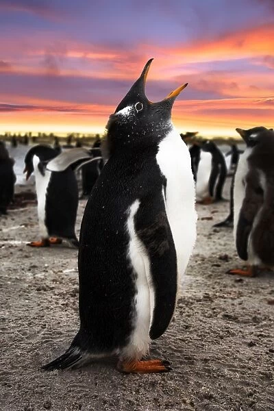 Gentoo Penguin Chick Calling, Falkland Islands (Islas Malvinas), British Overseas Territory