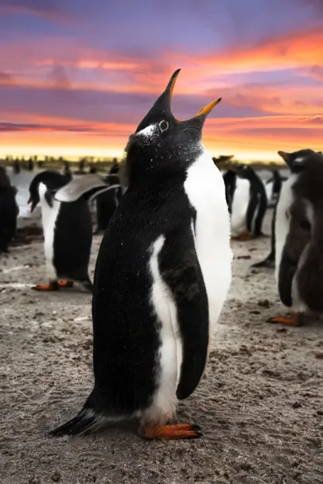 Framed Print : Gentoo Penguin Chick Calling, Falkland Islands (Islas Malvinas), British Overseas Territory Framed Print : Gentoo Penguin Chick Calling, Falkland Islands (Islas Malvinas), British Overseas Territory