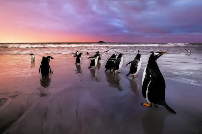 Framed Print : Gentoo Penguins, Falkland Islands (Islas Malvinas), British Overseas Territory Framed Print : Gentoo Penguins, Falkland Islands (Islas Malvinas), British Overseas Territory