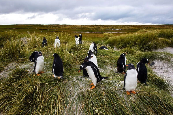 Gentoo Penguins, Falkland Islands (Islas Malvinas), British Overseas Territory