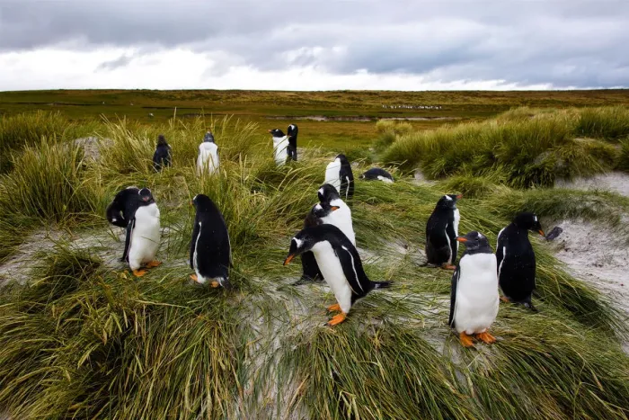 Framed Print : Gentoo Penguins, Falkland Islands (Islas Malvinas), British Overseas Territory