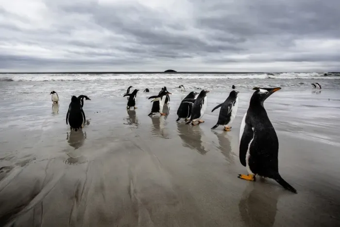 Framed Print : Gentoo Penguins, Falkland Islands (Islas Malvinas), British Overseas Territory