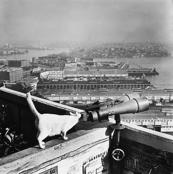 George the cat keeps a watchful eye on Sydney through a pair of binoculars