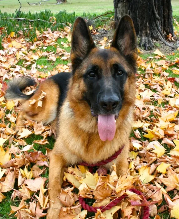 Framed Print : German shepherd dog resting in the autumn leaves Framed Print : German shepherd dog resting in the autumn leaves