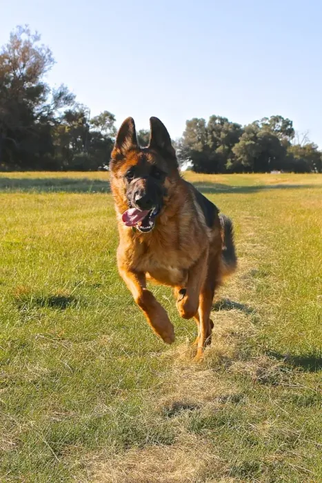 Framed Print : A german shepherd having a run in the park Framed Print : A german shepherd having a run in the park