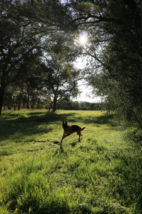 Framed Print : A german shepherd having a run in the park