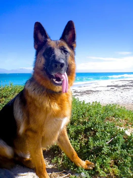 Framed Print : German shepherd posing at the beach Framed Print : German shepherd posing at the beach