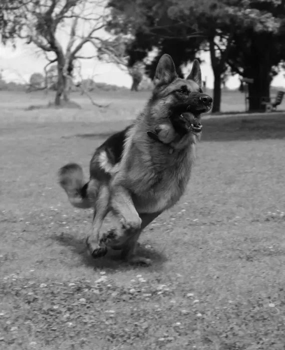 Framed Print : German shepherd running after the ball