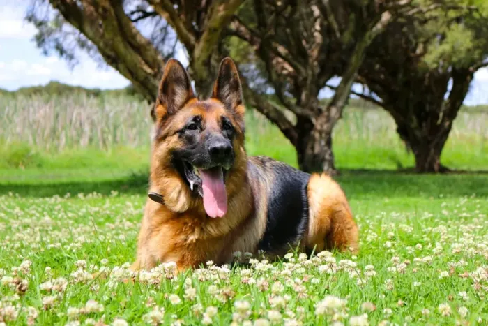 Framed Print : GermanShepherd resting after a big run around the park