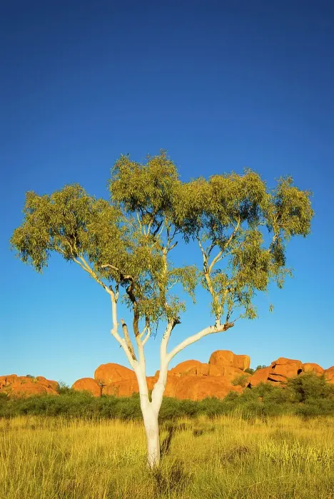 Framed Print : Ghost Gum and Devil's Marbles, Australia Framed Print : Ghost Gum and Devil's Marbles, Australia