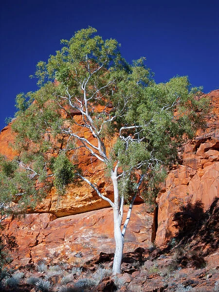 Ghost gum against red rocks in Australia outback