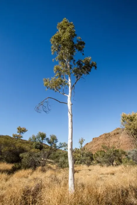 Framed Print : Ghost gum tree. Alice Springs. Australia