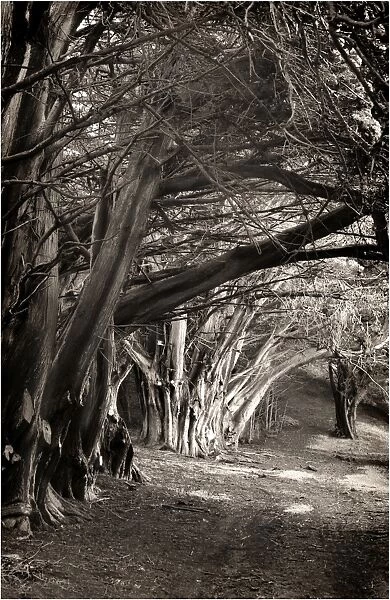 Ghostly macrocarpa pinetrees line an old roadway on king Island, Bass Strait, Tasmania