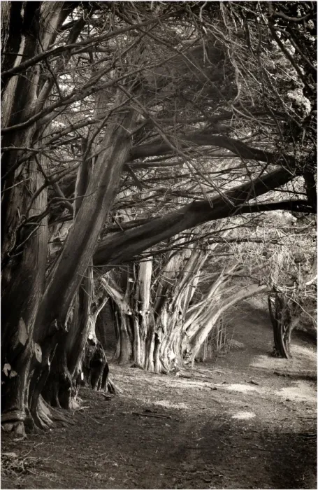 Framed Print : Ghostly macrocarpa pinetrees line an old roadway on king Island, Bass Strait, Tasmania Framed Print : Ghostly macrocarpa pinetrees line an old roadway on king Island, Bass Strait, Tasmania