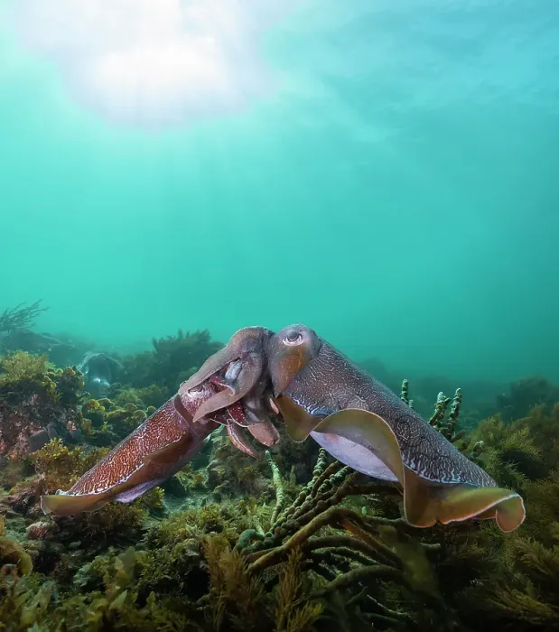 Framed Print : Giant Australian cuttlefish mating Framed Print : Giant Australian cuttlefish mating