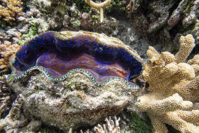 Framed Print : Giant Clam with Coral under the water