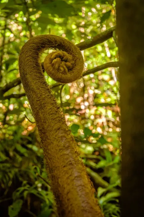 Framed Print : Giant Fern Sprig Framed Print : Giant Fern Sprig