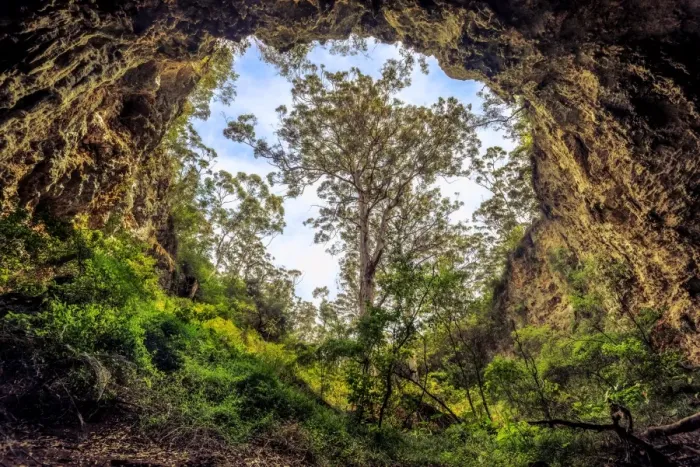 Framed Print : Giant karri tree Framed Print : Giant karri tree