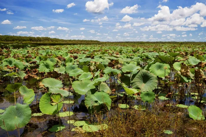Framed Print : Giant Lotus Leaves in Fogg Dam, Darwin, North Territory, Australia