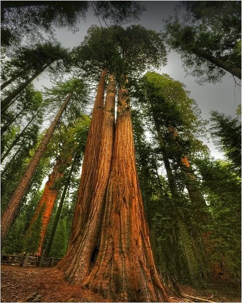Giant Sequoias Kings Canyon national park, California, USA
