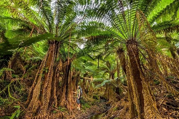 Giant tree ferns of Great Otway National Park, Victoria